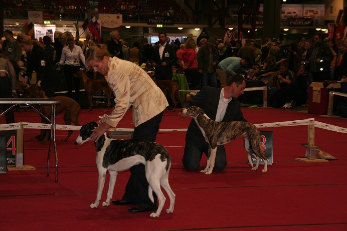 whippet-nine-lives-Magyar Agar Jade&Jazz